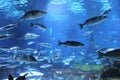 Under water in the Aquarium in Barcelona, Spain